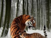 包含华南虎队与东北山狼鏖战在即，精彩纷呈的词条