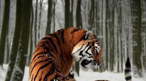 包含华南虎队与东北山狼鏖战在即，精彩纷呈的词条